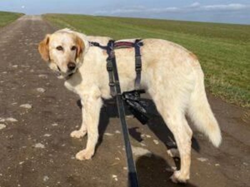 Paulette - das Tierheim fordert seinen Tribut