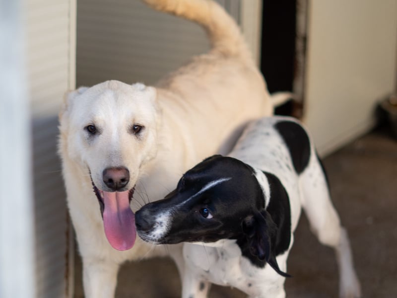 Xander - ein 6`er im Lotto