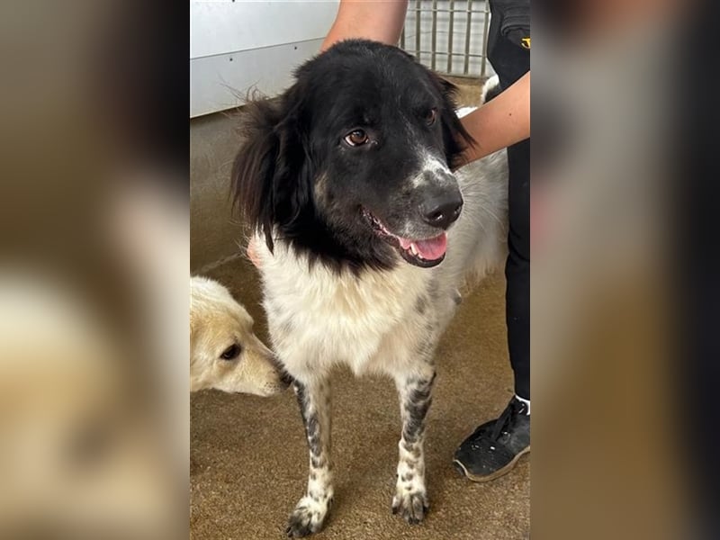 Boris - einfach klasse!