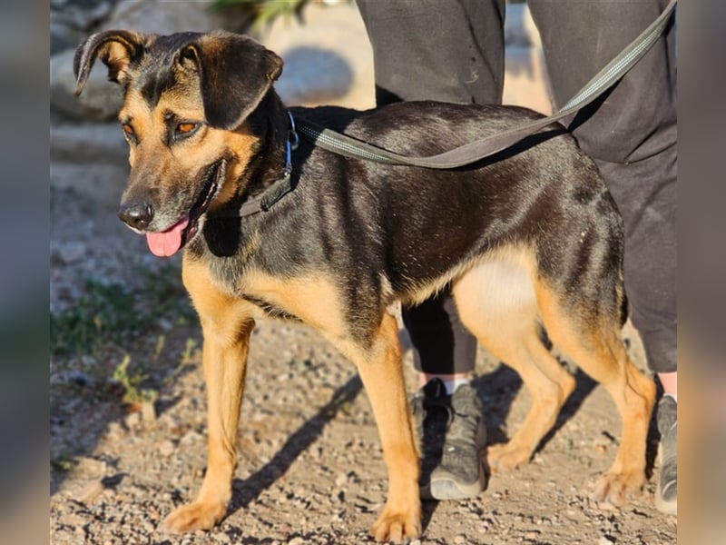 Lila - Powerhündin sucht sportliche Menschen