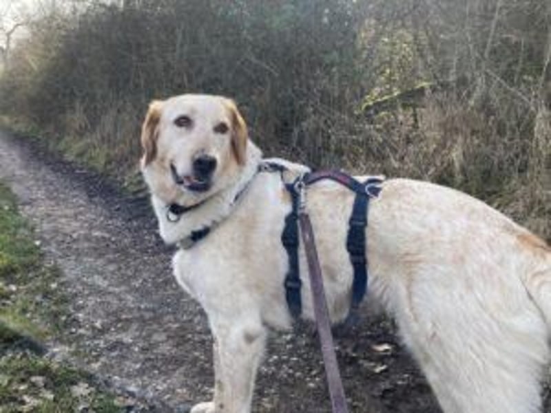 Paulette - das Tierheim fordert seinen Tribut