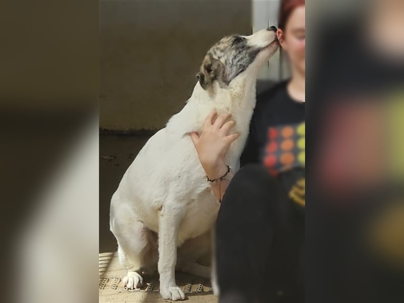 Ginger - Hundemama sucht Zuhause