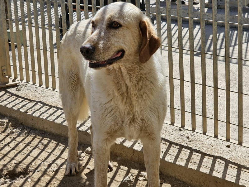 Paulette - das Tierheim fordert seinen Tribut