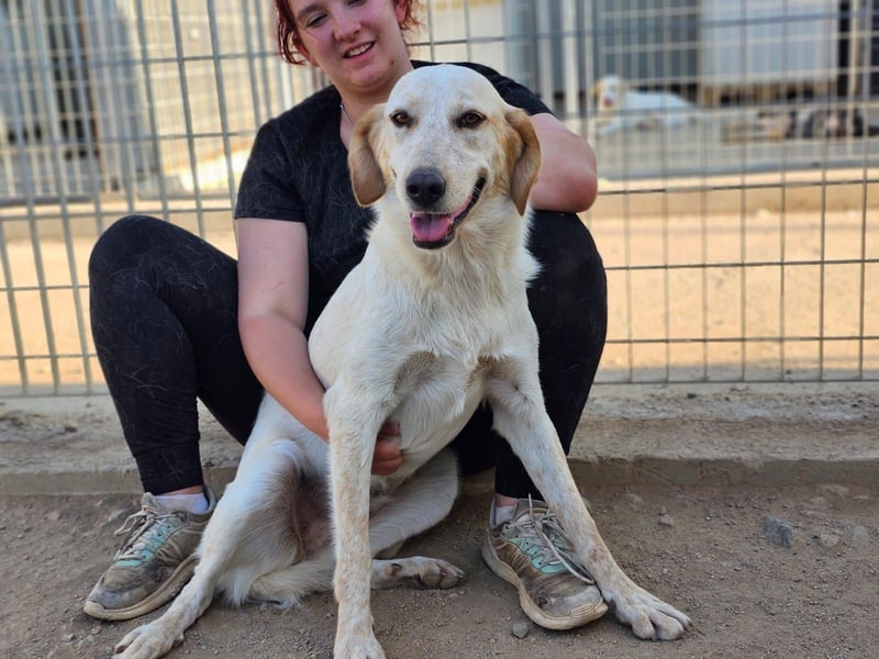 Paulette - das Tierheim fordert seinen Tribut