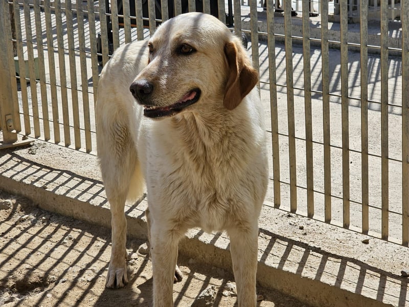Paulette - das Tierheim fordert seinen Tribut