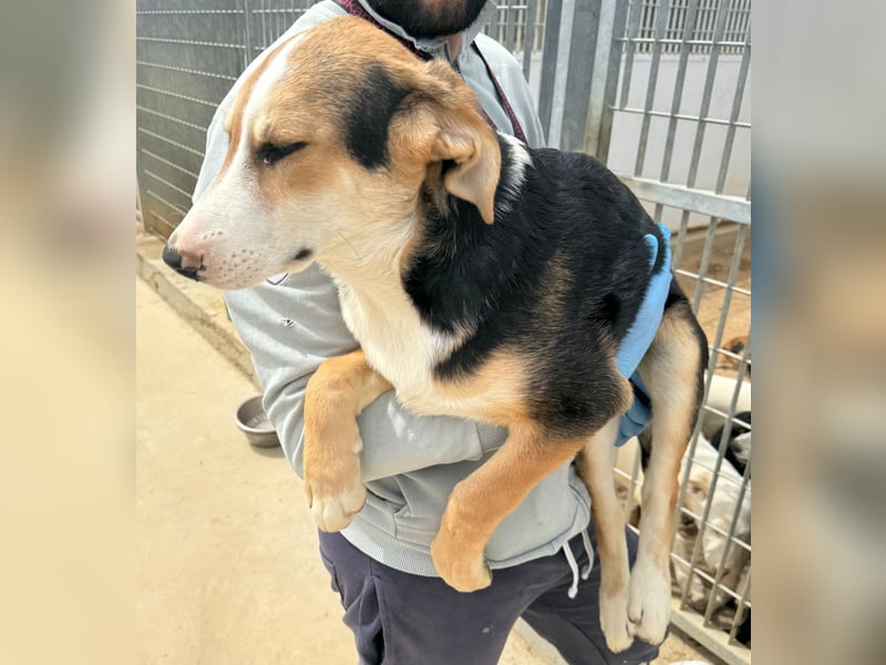 Rocco - komm, wir gehen durch dick und dünn