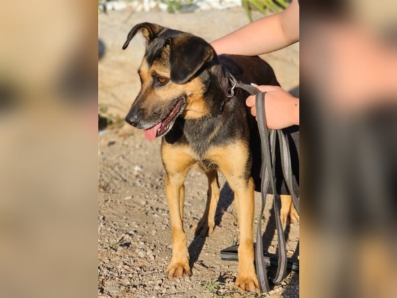 Lila - Powerhündin sucht sportliche Menschen