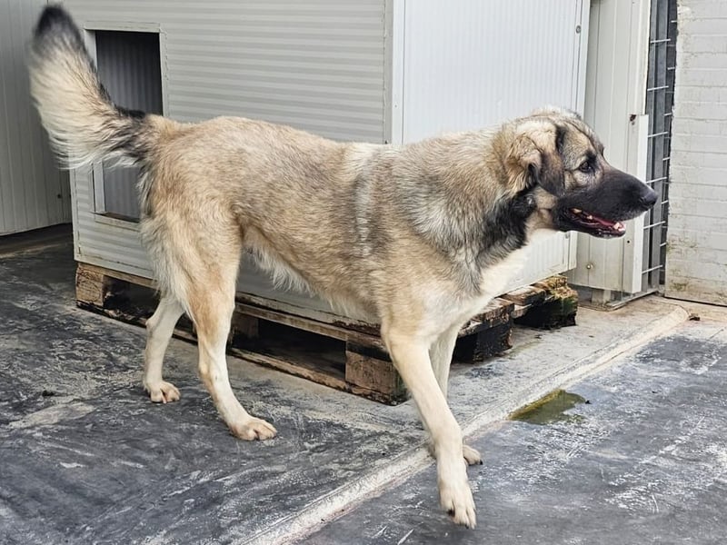 Monroe - souveräner Herzenshund