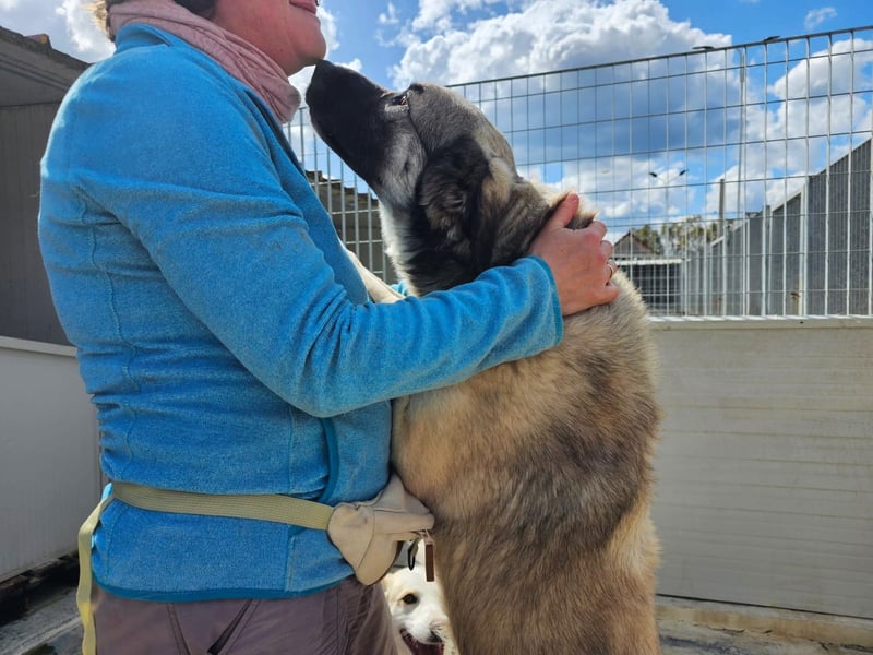 Monroe - souveräner Herzenshund