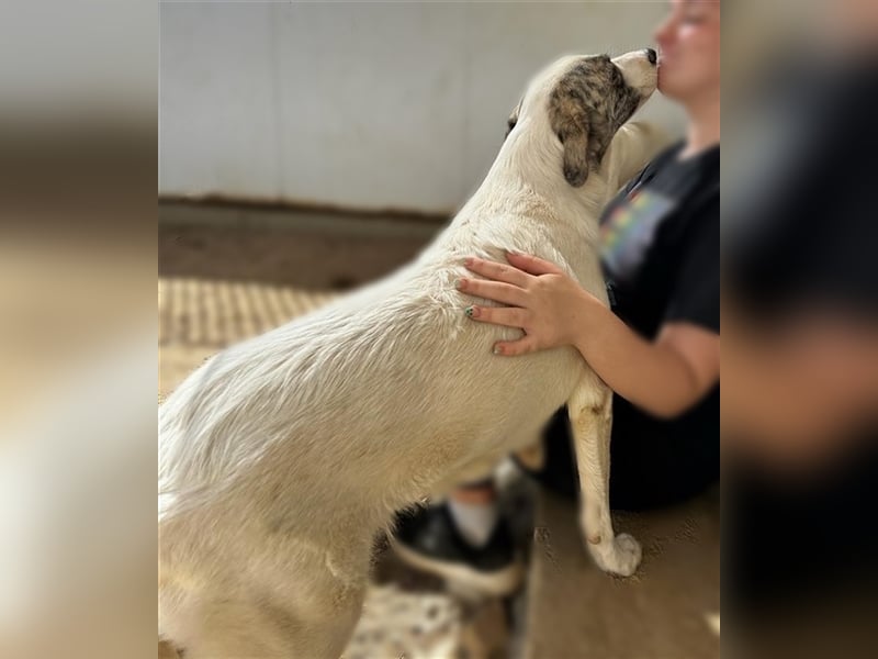 Ginger - Hundemama sucht Zuhause