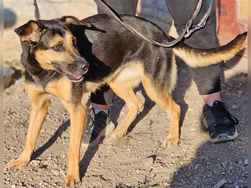 Lila - Powerhündin sucht sportliche Menschen