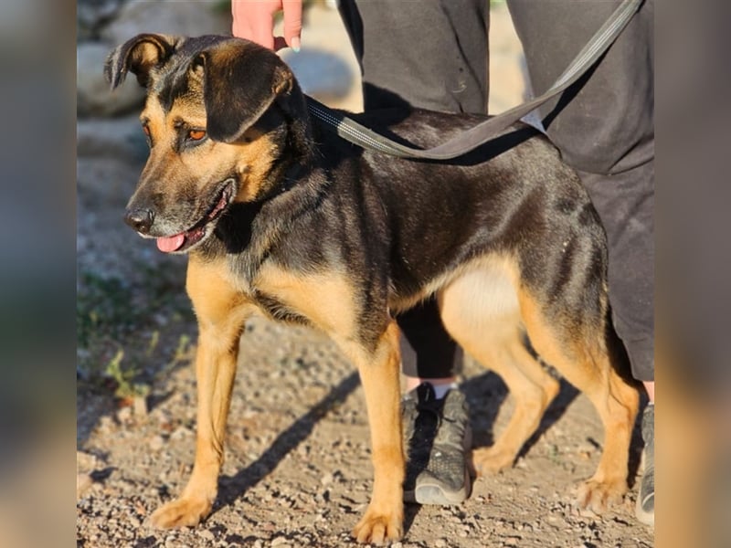 Lila - Powerhündin sucht sportliche Menschen