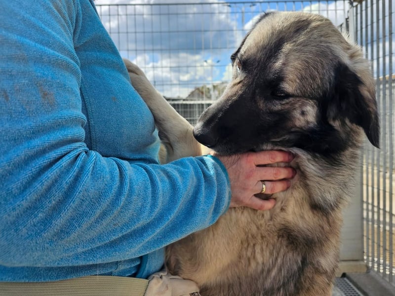 Monroe - souveräner Herzenshund