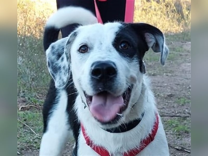 Cozza - Jungspund sucht aktive Menschen