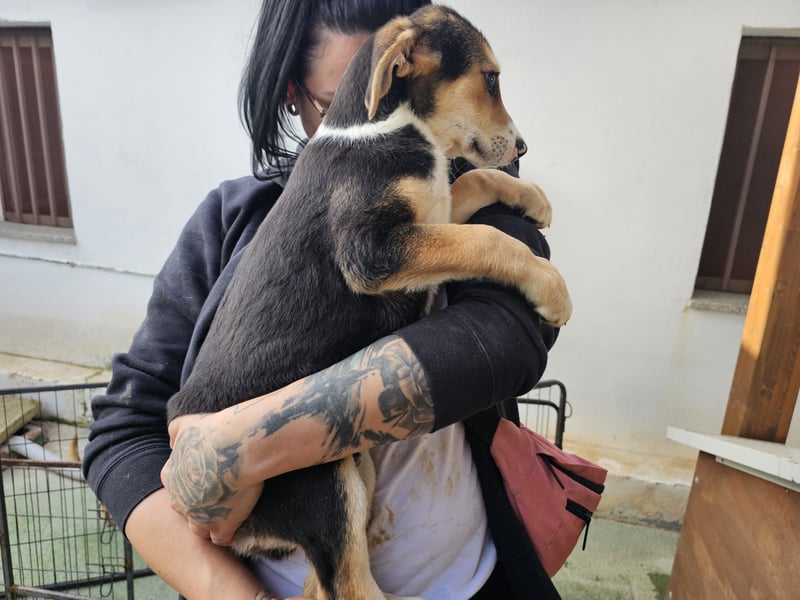 Rocco - komm, wir gehen durch dick und dünn