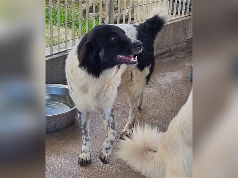 Boris - einfach klasse!