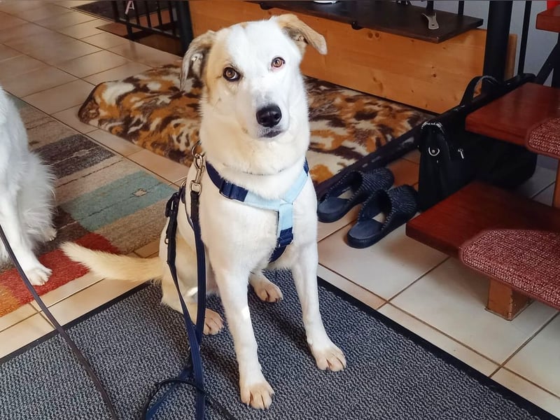 Fred - ein sanfter Schatz auf vier Pfoten