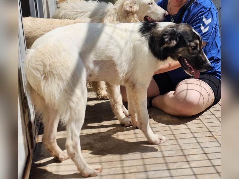 Galatea - unverwechselbar gezeichnet