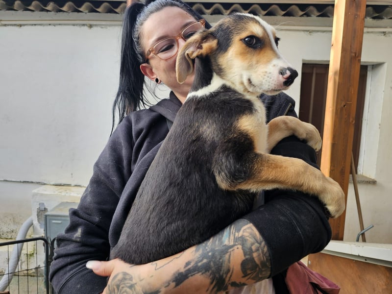 Rocco - komm, wir gehen durch dick und dünn