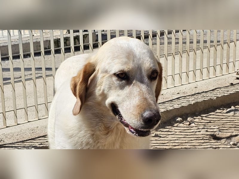 Paulette - das Tierheim fordert seinen Tribut