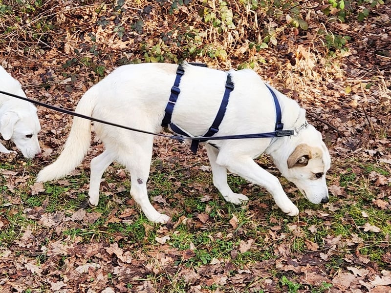 Fred - ein sanfter Schatz auf vier Pfoten
