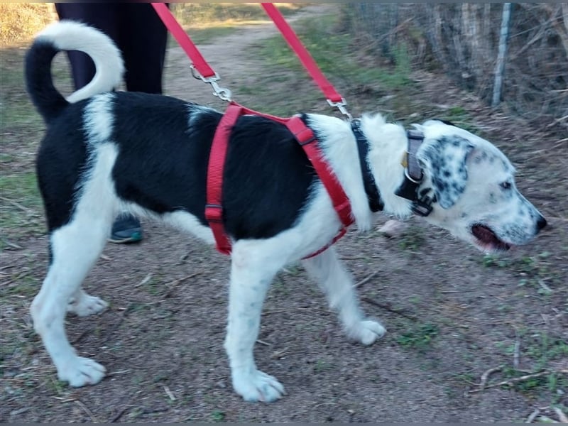 Cozza - Jungspund sucht aktive Menschen