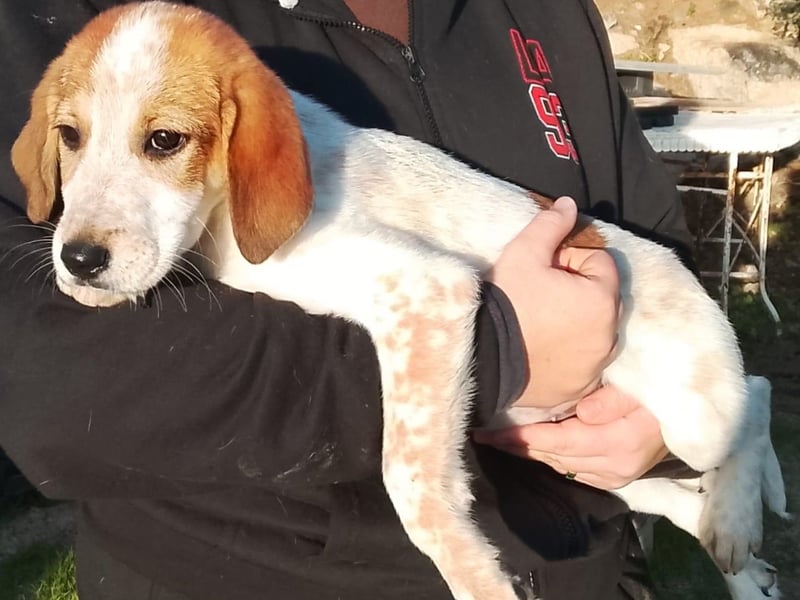 Tea - ein wahrer Sonnenschein