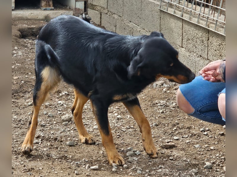Mako - Vom Kuschelhund zurück ins Schneckenhaus