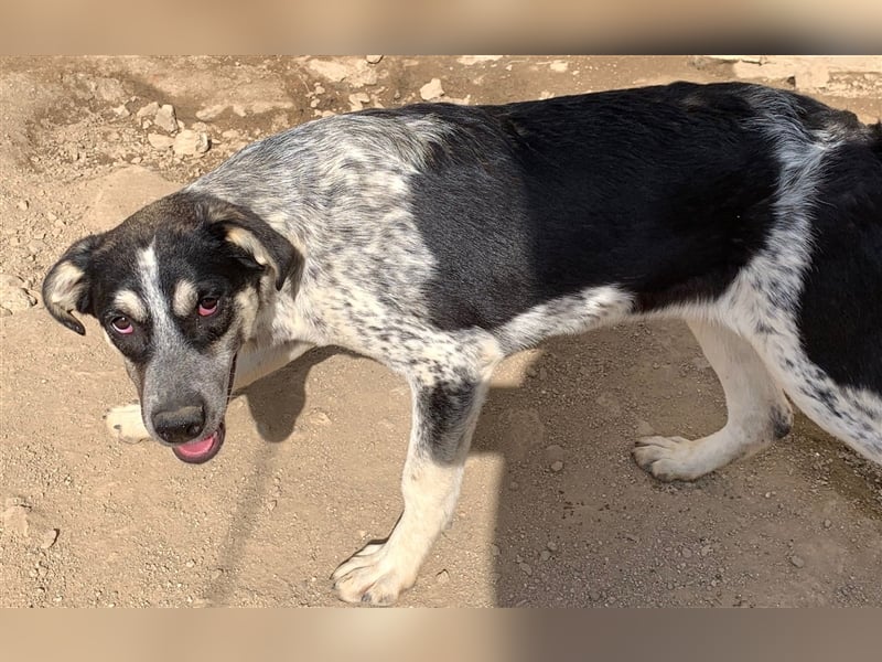 Mig - Wunder gesucht