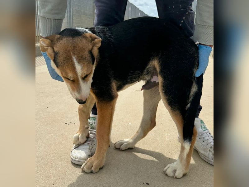 Rocco - komm, wir gehen durch dick und dünn