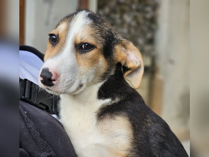 Rocco - komm, wir gehen durch dick und dünn