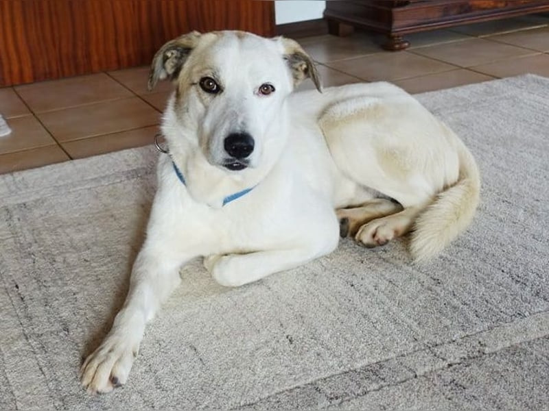 Fred - ein sanfter Schatz auf vier Pfoten