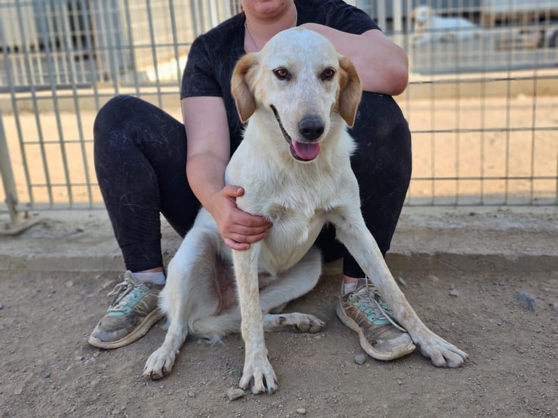 Paulette - das Tierheim fordert seinen Tribut