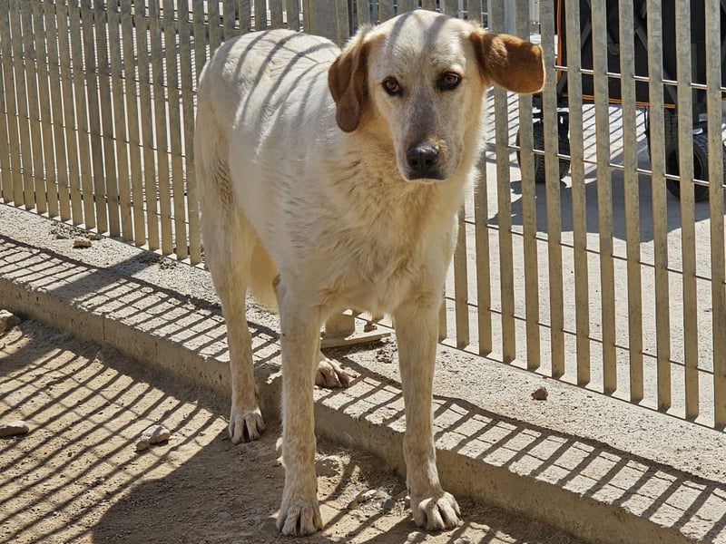 Paulette - das Tierheim fordert seinen Tribut