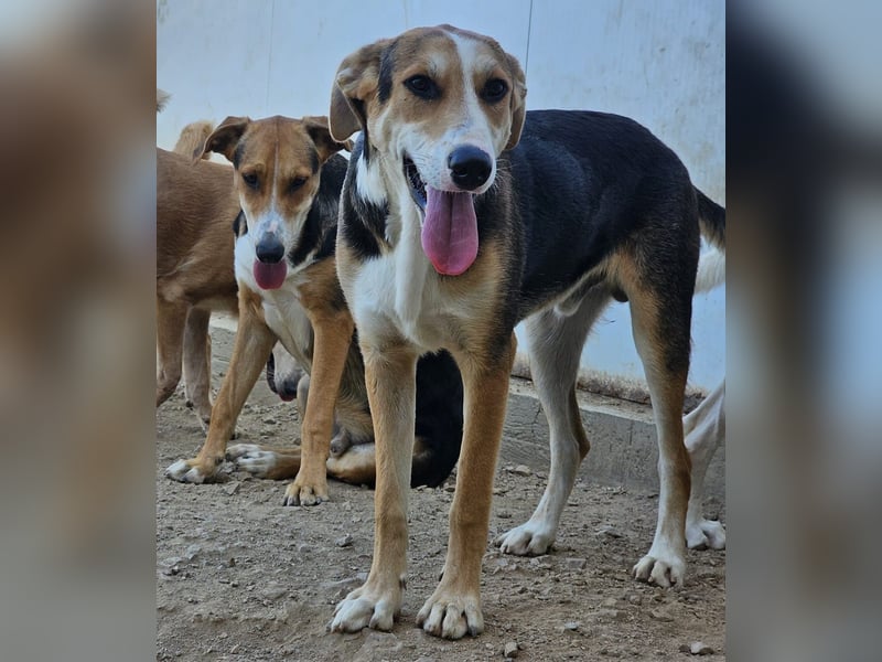 Rocco - komm, wir gehen durch dick und dünn