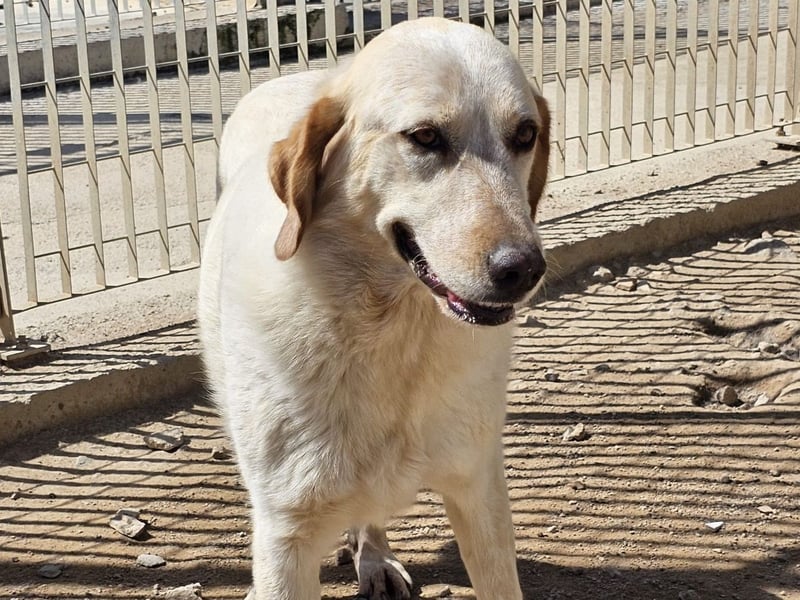 Paulette - das Tierheim fordert seinen Tribut