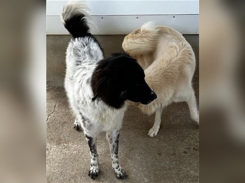 Boris - einfach klasse!