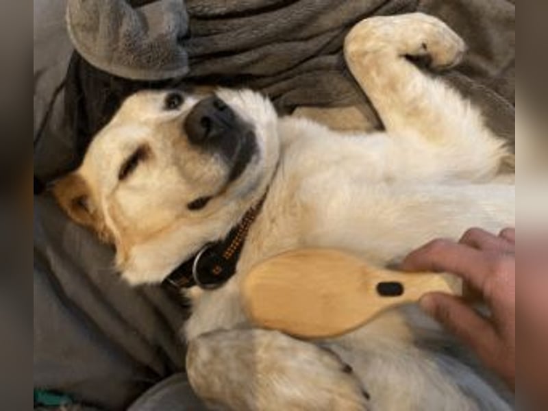 Paulette - das Tierheim fordert seinen Tribut