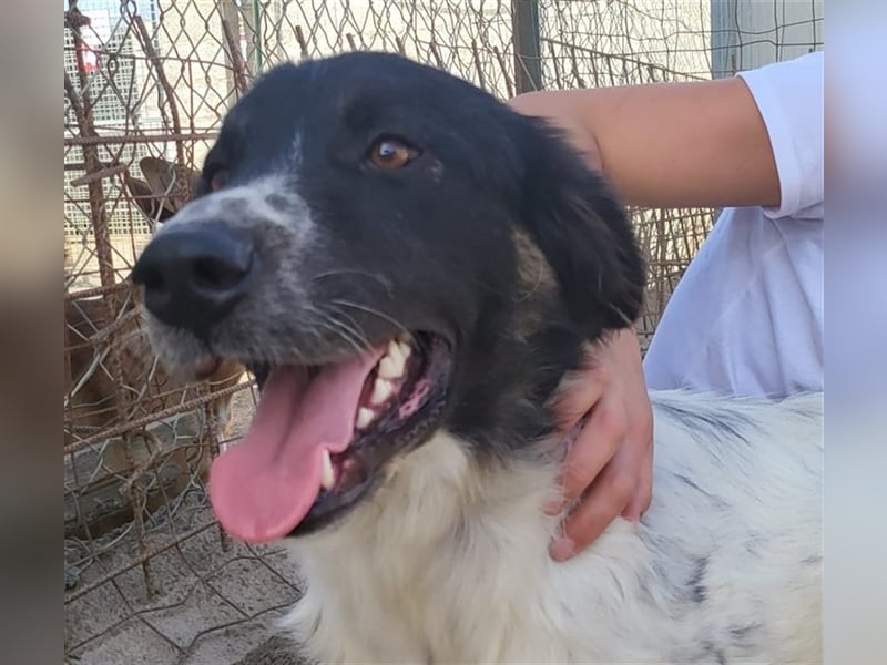 Boris - einfach klasse!