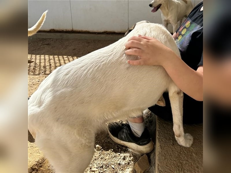 Ginger - Hundemama sucht Zuhause