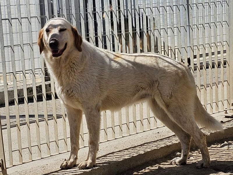 Paulette - das Tierheim fordert seinen Tribut