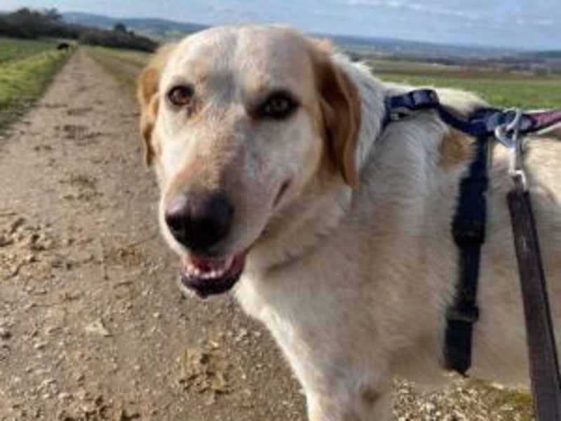 Paulette - das Tierheim fordert seinen Tribut