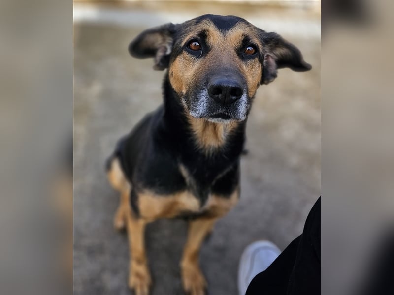 Lila - Powerhündin sucht sportliche Menschen