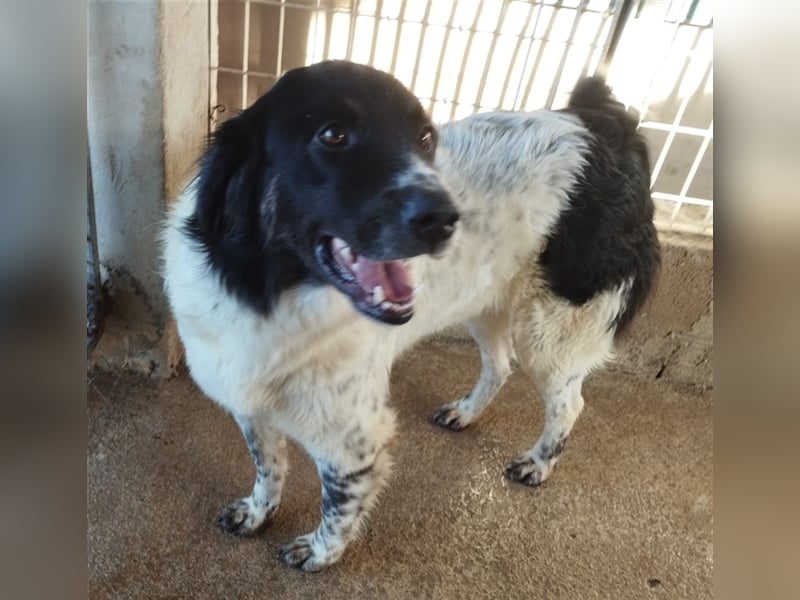 Boris - einfach klasse!