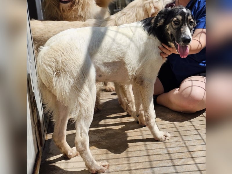 Galatea - unverwechselbar gezeichnet