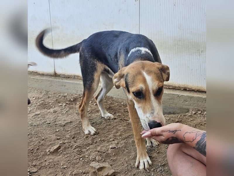 Rocco - komm, wir gehen durch dick und dünn