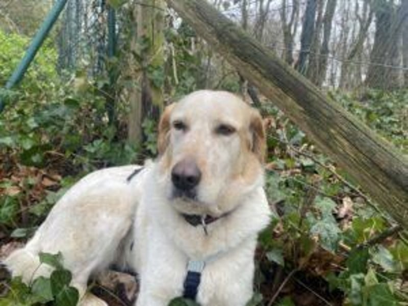 Paulette - das Tierheim fordert seinen Tribut