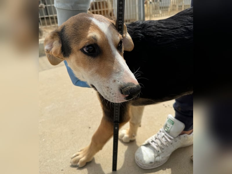 Rocco - komm, wir gehen durch dick und dünn