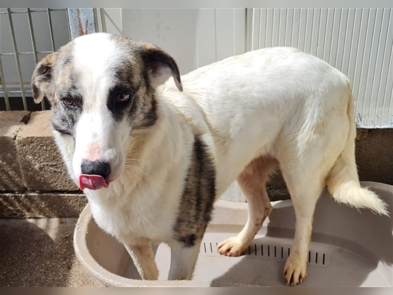 Ginger - Hundemama sucht Zuhause