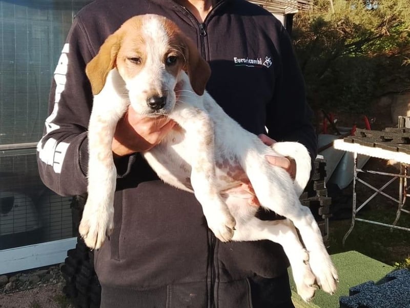 Tea - ein wahrer Sonnenschein